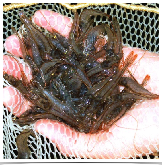Monitoring growth and survival rates of  Pacific White shrimp - Penaeus vannamei, grown at UF.